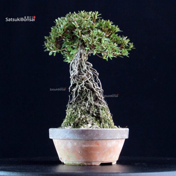 Azalea Satsuki NYOHOZAN - immagine 5