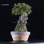 Azalea Satsuki NYOHOZAN - immagine 4