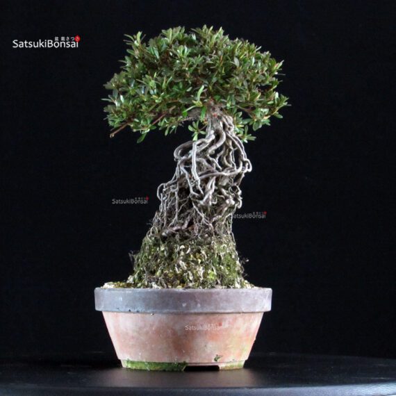 Azalea Satsuki NYOHOZAN - immagine 4