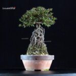 Azalea Satsuki NYOHOZAN - immagine 3