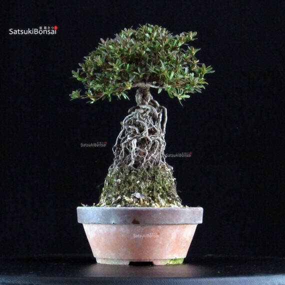 Azalea Satsuki NYOHOZAN - immagine 3