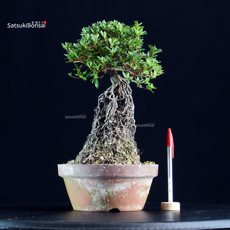 6394_1-Rhododendron indicum satsuki SAKURA HIME Azalea Satsuki SAKURAHIME - immagine 1