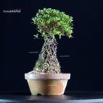 Azalea Satsuki SAKURAHIME - immagine 4