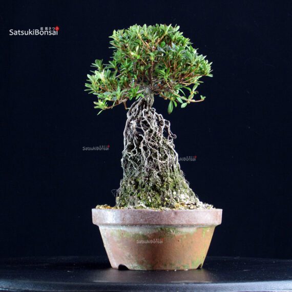 Azalea Satsuki SAKURAHIME - immagine 3