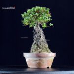 Azalea Satsuki SAKURAHIME - immagine 2