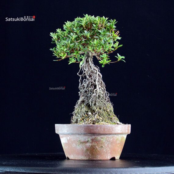 Azalea Satsuki SAKURAHIME - immagine 2