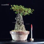 Azalea Satsuki KAGUYAHIME