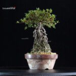 Azalea Satsuki KAGUYAHIME - immagine 4