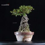 Azalea Satsuki KAGUYAHIME - immagine 3