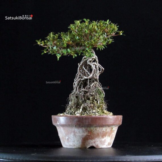 Azalea Satsuki KAGUYAHIME - immagine 3