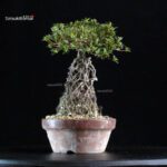 Azalea Satsuki KAGUYAHIME - immagine 2