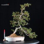 Azalea Satsuki SAKURA