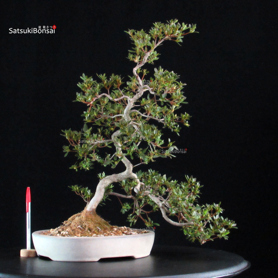 6397_1-Rhododendron Indicum satsuki Sakura Azalea Satsuki SAKURA - immagine 1