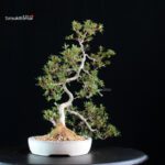 Azalea Satsuki SAKURA - immagine 3