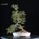 Azalea Satsuki SAKURA - immagine 4