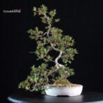 Azalea Satsuki SAKURA - immagine 5