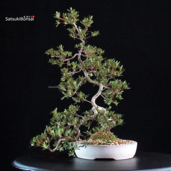 Azalea Satsuki SAKURA - immagine 5