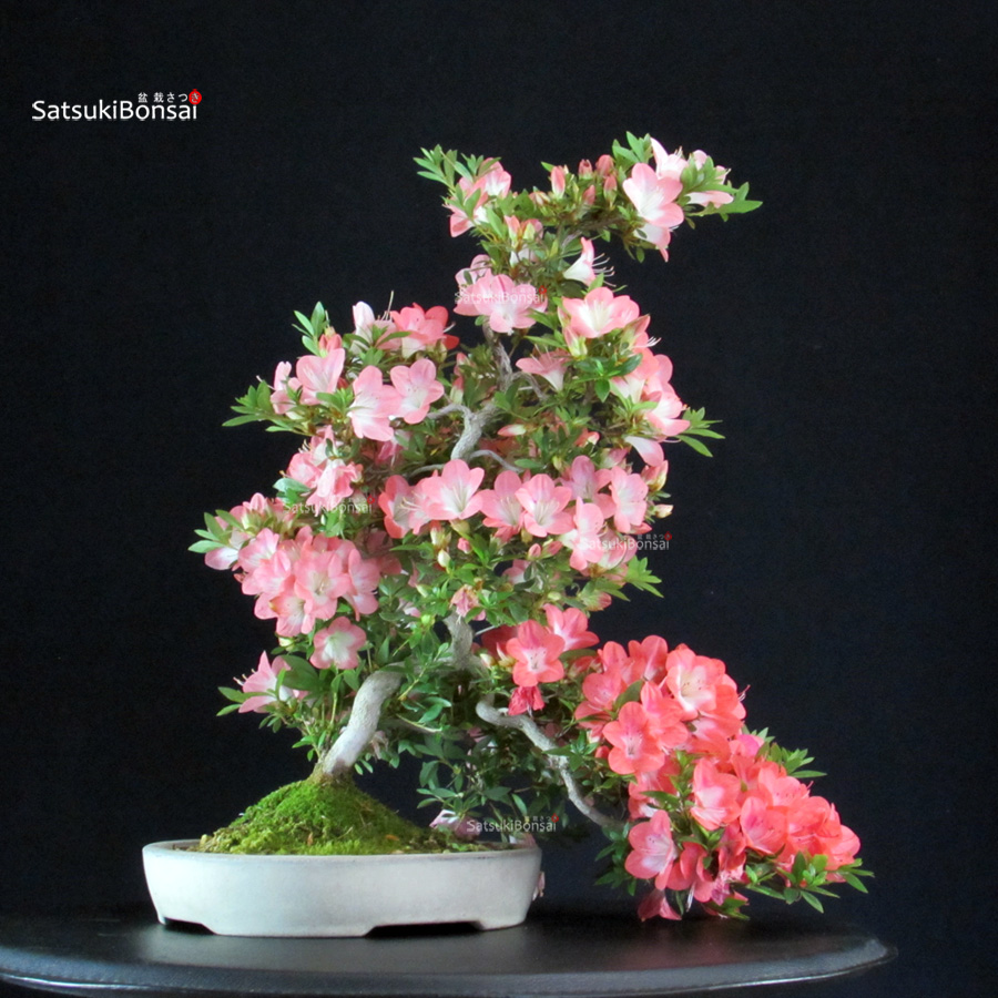 6397_6-Satsuki-SAkura Azalea Satsuki SAKURA - immagine 1