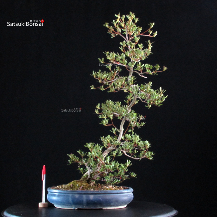 6398_1-Rhododendron Indicum satsuki Aozora Azalea Satsuki AOZORA - immagine 1