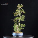 Azalea Satsuki AOZORA - immagine 3