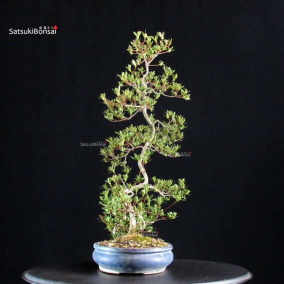 Azalea Satsuki AOZORA - immagine 3