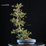 Azalea Satsuki AOZORA - immagine 4