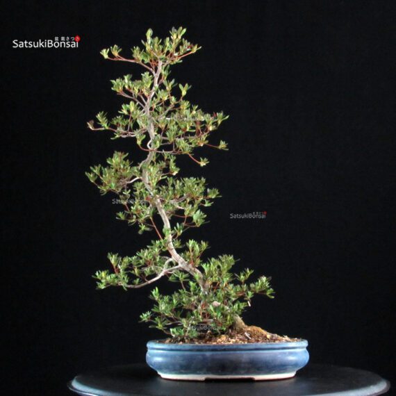 Azalea Satsuki AOZORA - immagine 4