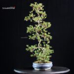 Azalea Satsuki AOZORA - immagine 5