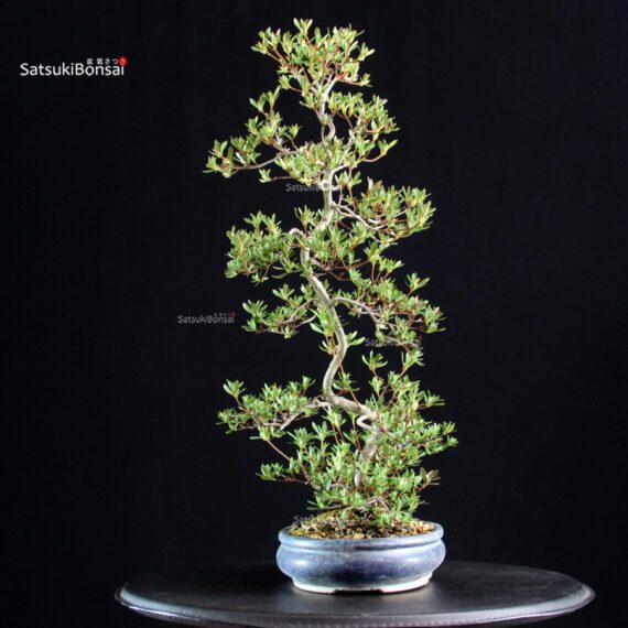 Azalea Satsuki AOZORA - immagine 5