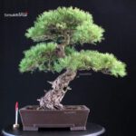 Pinus Pentaphylla - Goyomatsu
