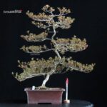 Azalea Satsuki KINSAI