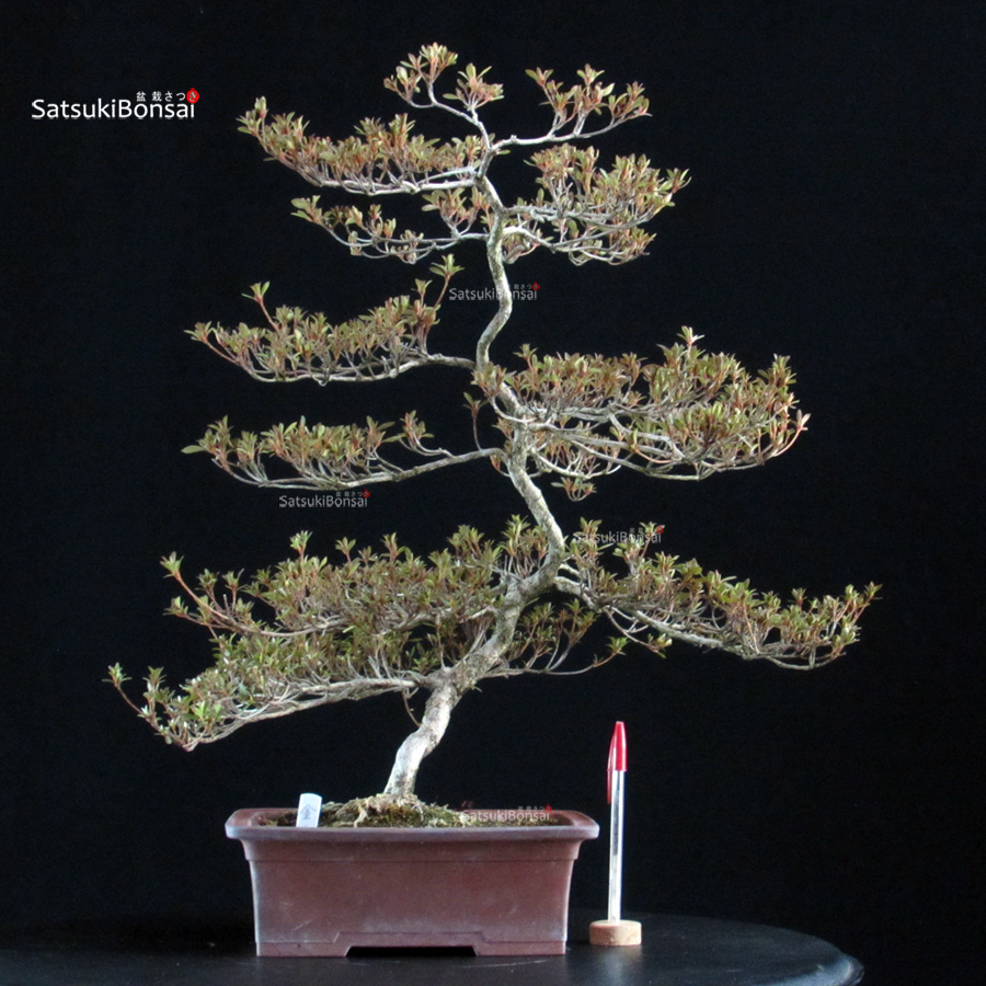 6462_1-Rhododendron Indicum satsuki Kinsai Azalea Satsuki KINSAI - immagine 1