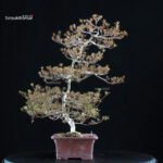 Azalea Satsuki KINSAI - immagine 3