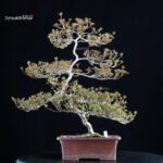 Azalea Satsuki KINSAI - immagine 4