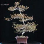 Azalea Satsuki KINSAI - immagine 5