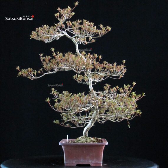 Azalea Satsuki KINSAI - immagine 5