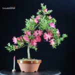 Azalea Satsuki Spp.
