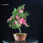Azalea Satsuki Spp. - immagine 3
