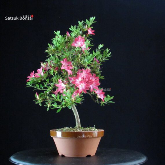 Azalea Satsuki Spp. - immagine 3