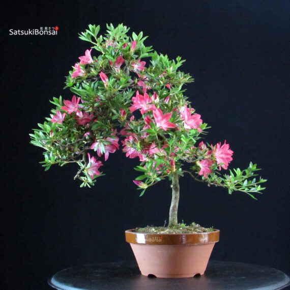 Azalea Satsuki Spp. - immagine 4
