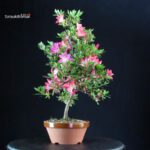 Azalea Satsuki Spp. - immagine 5