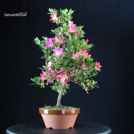 Azalea Satsuki Spp. - immagine 5