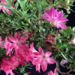 Azalea Satsuki Spp. - immagine 2