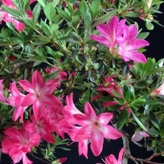 Azalea Satsuki Spp. - immagine 2