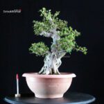 Azalea Satsuki NIKKO