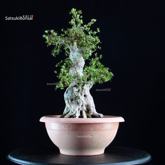 Azalea Satsuki NIKKO - immagine 3