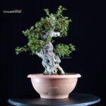 Azalea Satsuki NIKKO - immagine 4