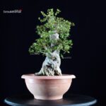 Azalea Satsuki NIKKO - immagine 5