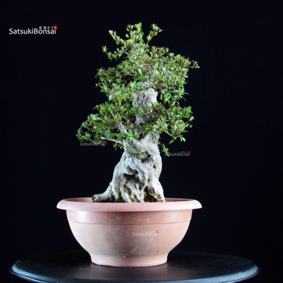 Azalea Satsuki NIKKO - immagine 5