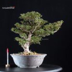 Azalea Satsuki HOSHI-NO-KAGAYAKI